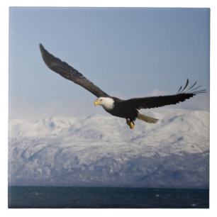Bald Eagle in Flight, Haliaeetus leucocephalus, 3 Tile