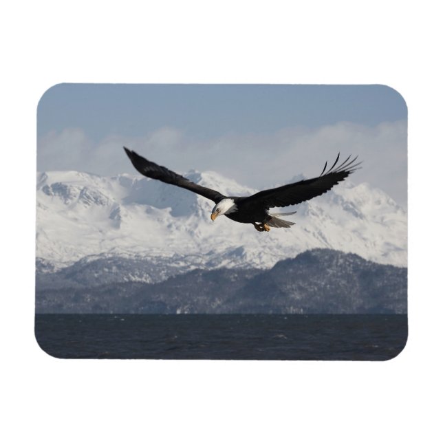 Bald Eagle in Flight, Haliaeetus leucocephalus, Magnet (Horizontal)