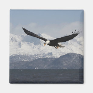 Bald Eagle in Flight, Haliaeetus leucocephalus, Magnet