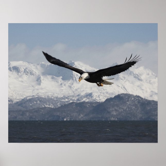 Bald Eagle in Flight, Haliaeetus leucocephalus, Poster (Front)