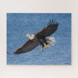 Bald eagle in flight jigsaw puzzle<br><div class="desc">Bald eagle,  Homer,  Southcentral Alaska</div>