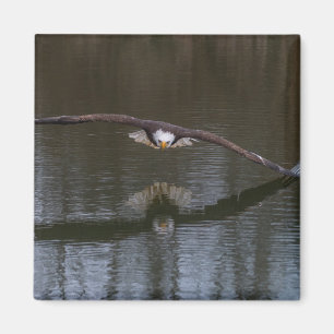 Bald Eagle in Flight Magnet