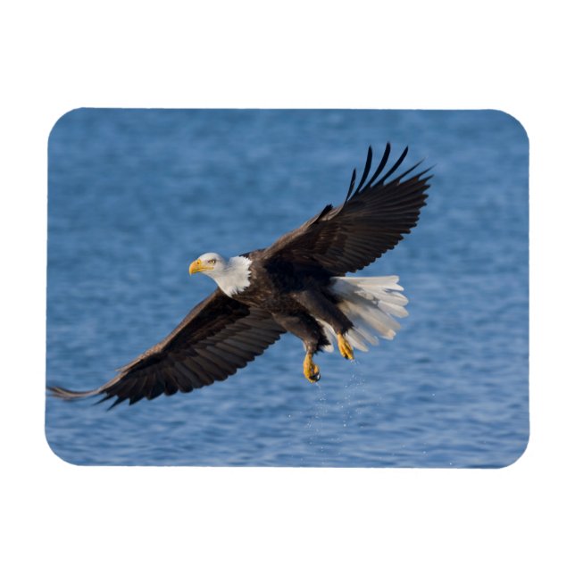 Bald eagle in flight magnet (Horizontal)
