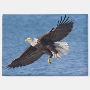 Bald eagle in flight magnet