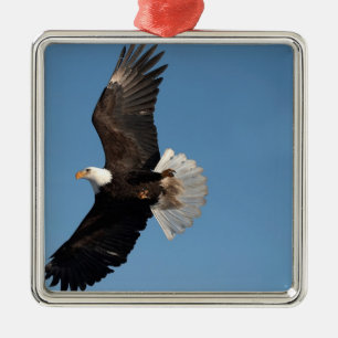 Bald Eagle in Flight Metal Ornament