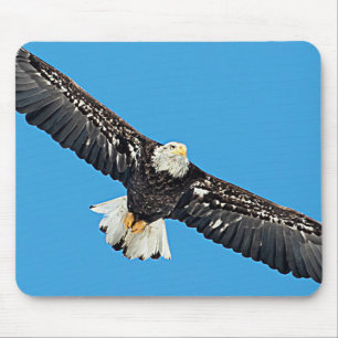 Bald Eagle in flight Mouse Pad