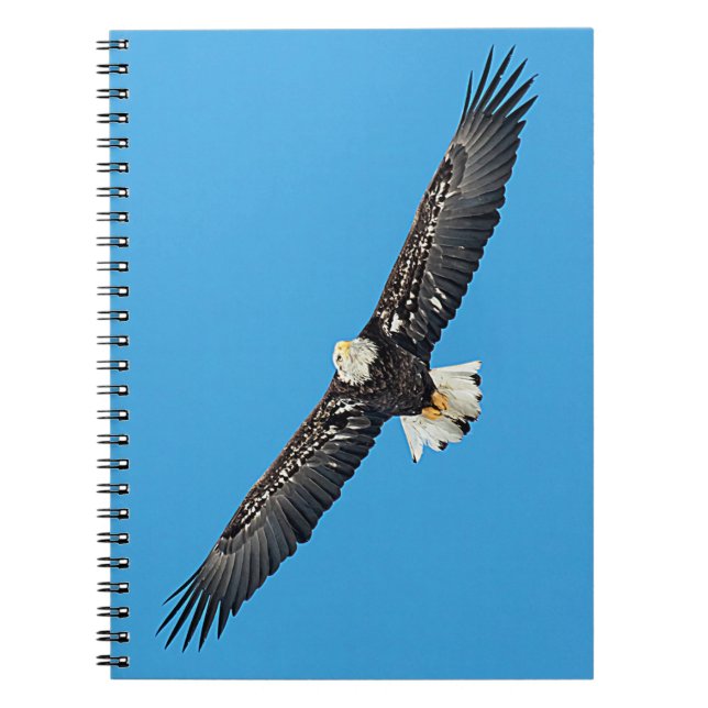 Bald Eagle in flight Notebook (Front)