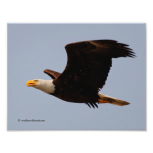Bald Eagle in Flight Photo Print