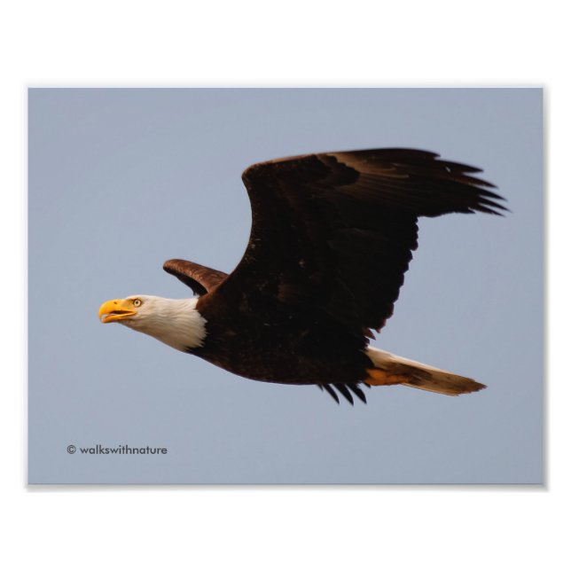 Bald Eagle in Flight Photo Print (Front)