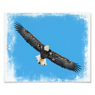 Bald Eagle in flight Photo Print