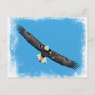 Bald Eagle in flight Postcard