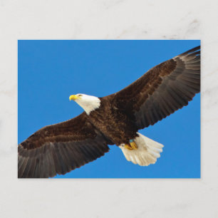 Bald Eagle in flight Postcard