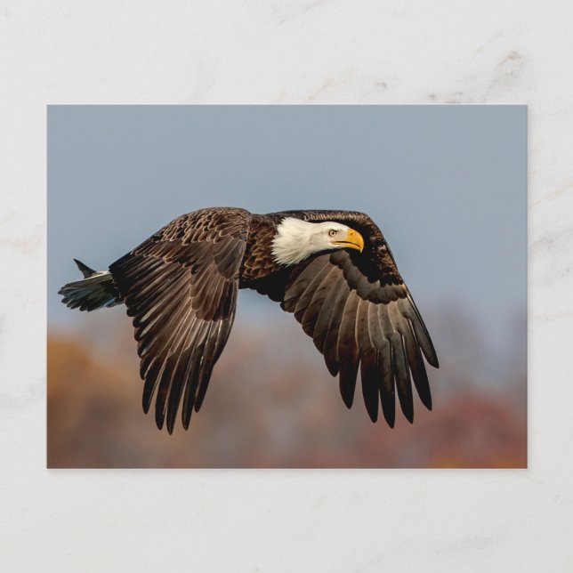Bald Eagle in flight Postcard (Front)