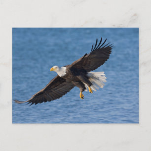 Bald eagle in flight postcard