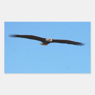 Bald Eagle in Flight Rectangular Sticker