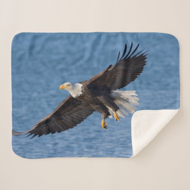Bald eagle in flight sherpa blanket (Front (Horizontal))