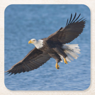 Bald eagle in flight square paper coaster