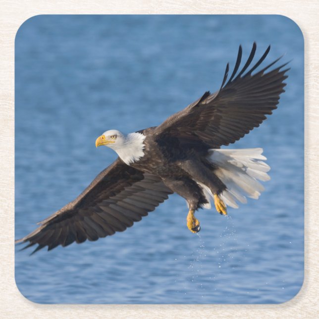 Bald eagle in flight square paper coaster (Front)