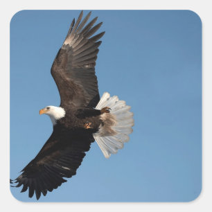 Bald Eagle in Flight Square Sticker