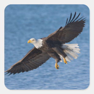 Bald eagle in flight square sticker