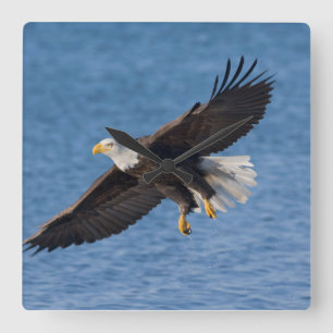 Bald eagle in flight square wall clock
