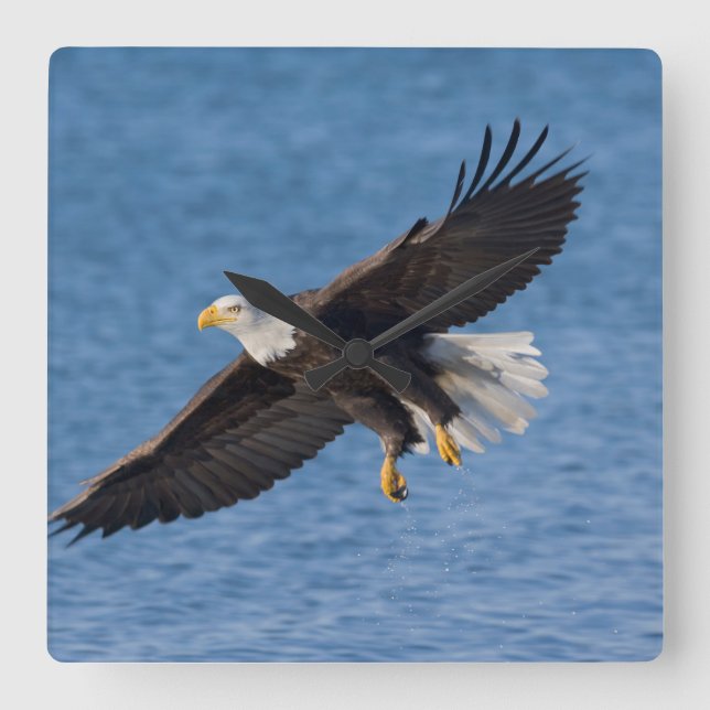 Bald eagle in flight square wall clock (Front)