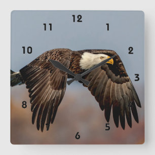 Bald Eagle in flight Square Wall Clock