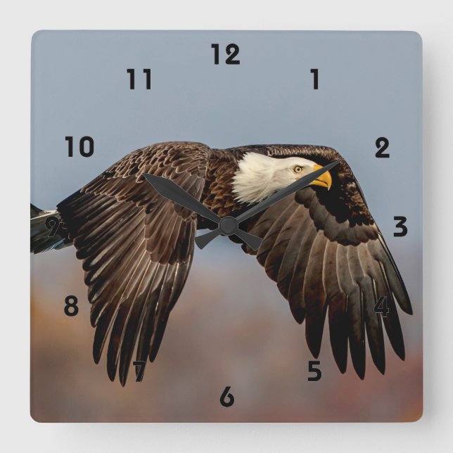 Bald Eagle in flight Square Wall Clock (Front)
