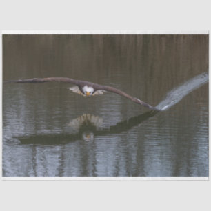 Bald Eagle in Flight Tissue Paper