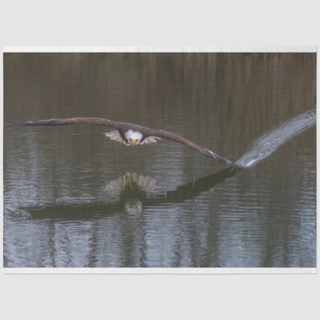 Bald Eagle in Flight Tissue Paper (Front)