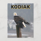 Bald Eagle In Kodiak, Alaska