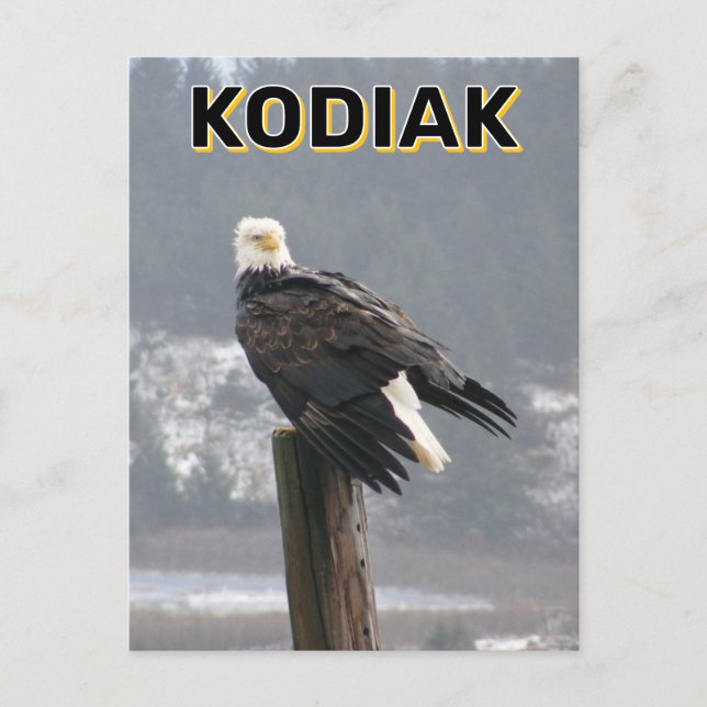 Bald Eagle In Kodiak, Alaska Postcard (Front)