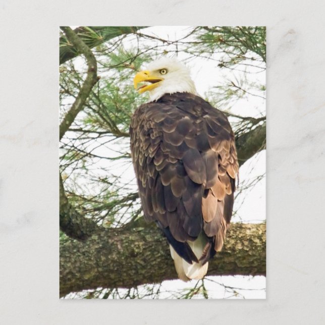Bald Eagle in Pine Tree Postcard (Front)