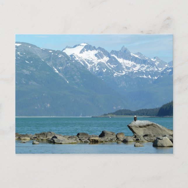 Bald Eagle in Skagway Alaska Postcard (Front)