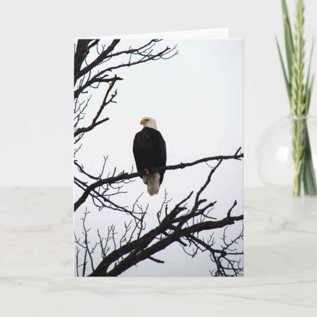 Bald Eagle In Tree Card (Front)