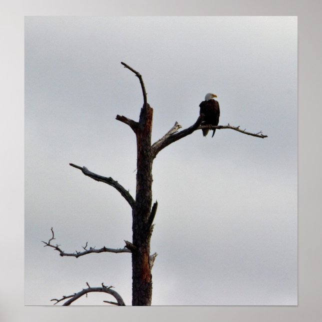 Bald Eagle in Tree Poster (Front)
