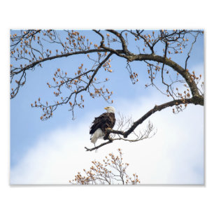 Bald Eagle In Tulip Tree Photo Print
