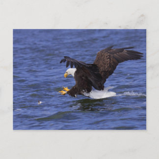 Bald Eagle IV Postcard
