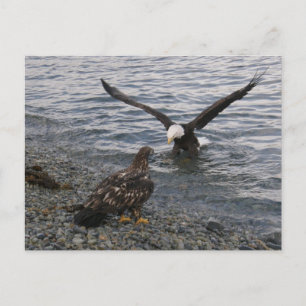 Bald Eagle Landing on the Beach Postcard