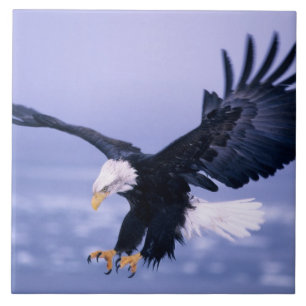 Bald Eagle Landing Wings Spread in a Storm, Ceramic Tile