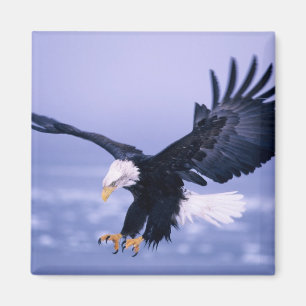 Bald Eagle Landing Wings Spread in a Storm, Magnet