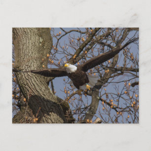 Bald Eagle Leap Into Flight Postcard
