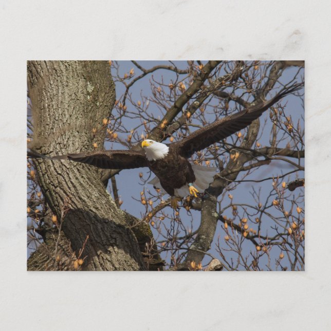 Bald Eagle Leap Into Flight Postcard (Front)