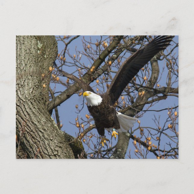 Bald Eagle Leap Postcard (Front)