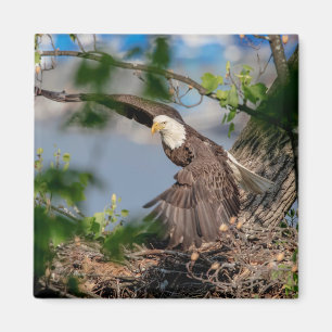 Bald Eagle leaving the nest Magnet