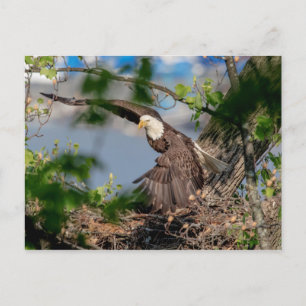 Bald Eagle leaving the nest Postcard
