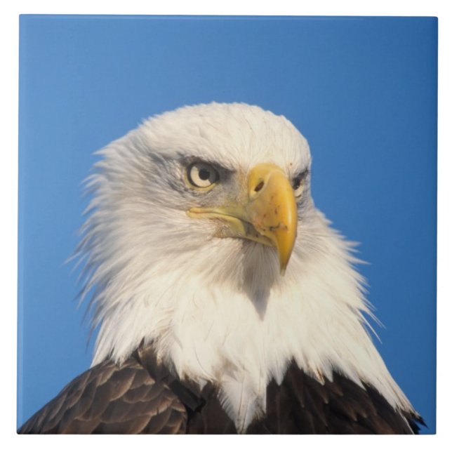 Bald Eagle Look Ceramic Tile (Front)