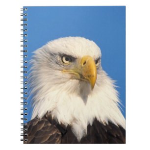 Bald Eagle Look Notebook