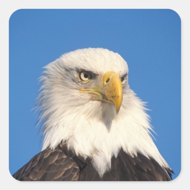 Bald Eagle Look Square Sticker (Front)