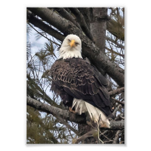 Bald Eagle Looking At Me Photo Print